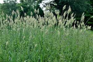 Avsis (fr = Alpiste, ar = خرفار كناري, eng = Canary grass)