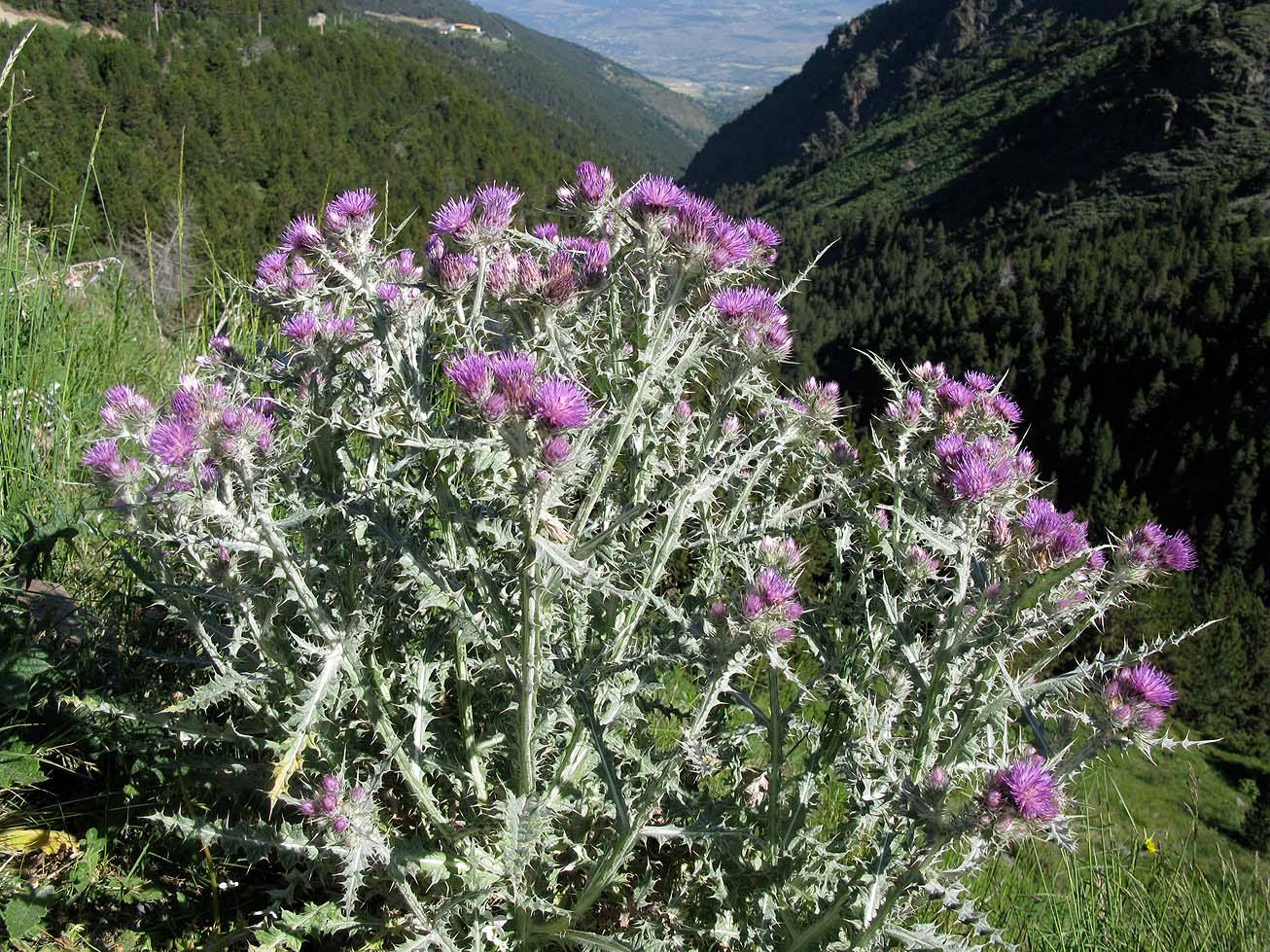 Lazuq / Addad (fr=Chardon à glue, ar=أداد صمغي, eng=Stemless Atractylis, Carlina gummifera)