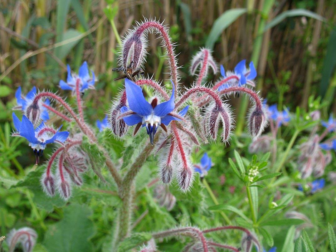 Harcha boukhrich / Chikh Levqoul (fr = Bourrache, ar = الحمحم المخزني, eng = Borage / Borago officinalis)