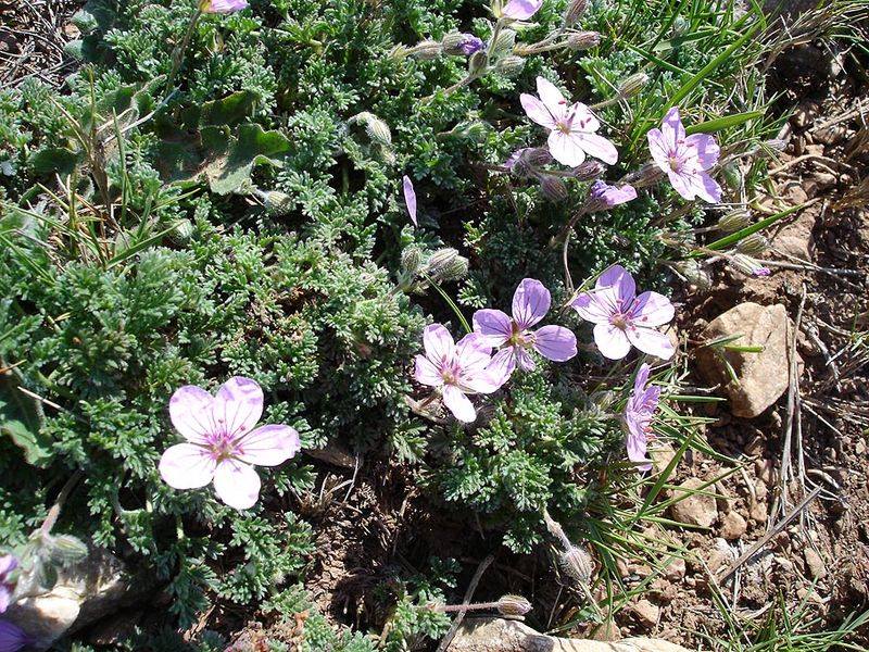 Azejig n’saεa (fr = Bec-de-grue, ar = الرقمة الشوكرانية, eng = redstem filaree / Erodium cicutarium)
