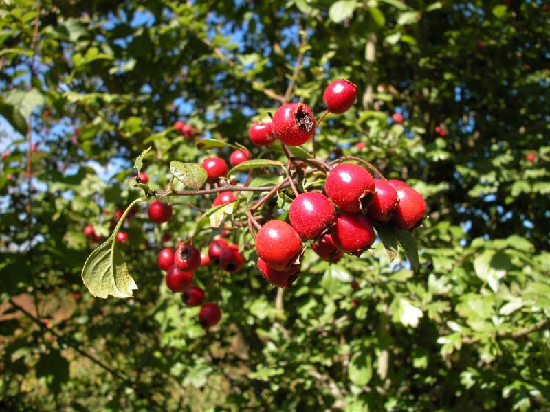 zaεrour / Idmim (fr = Aubépine / fruit=cenelle, ar = الزعرور, eng = Hawthorn / Crataegus)