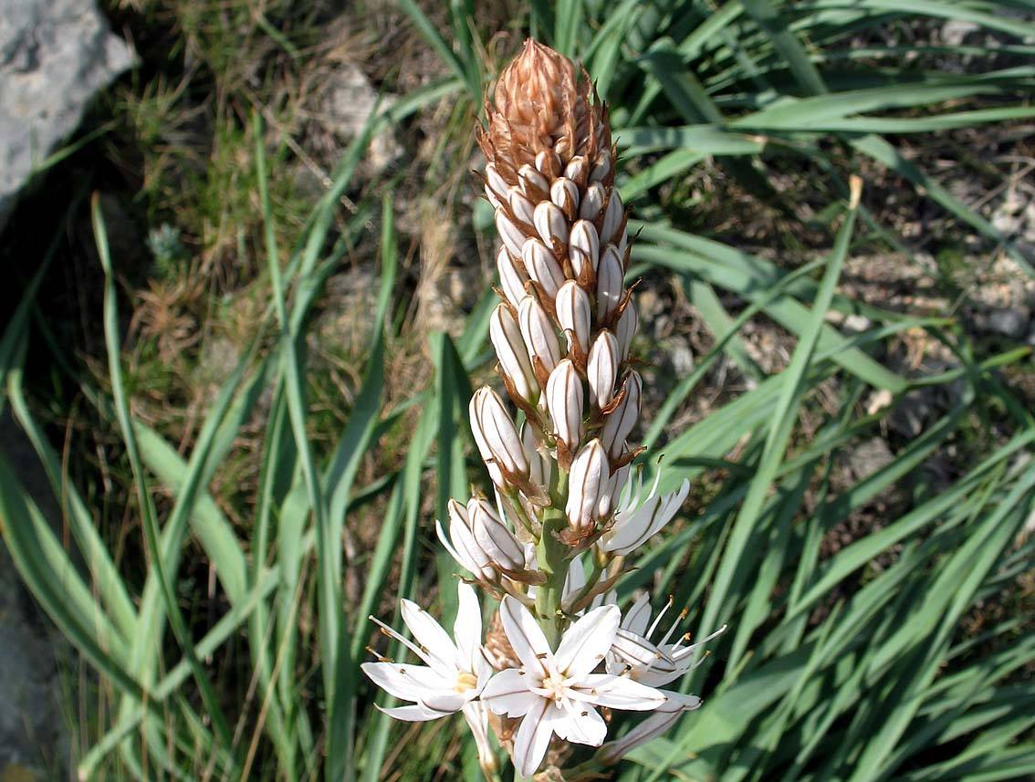 Aberwaq (fr = Asphodèle, ar = البَرْوَاق/العيصلان, eng = Asphodelus)