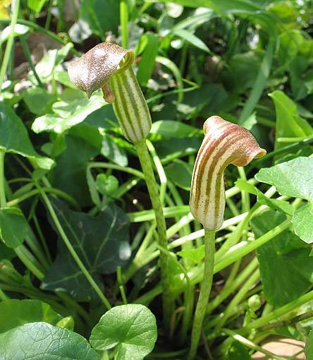 Abaquq / Abaεuq (fr = Capuchon-de-moine, ar = صرين, eng = Mouse Plant/Arisarum)
