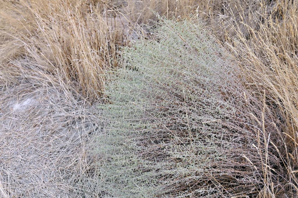 Chih (fr = Armoise blanche, ar = الشيح eng = wormwood/Artemisia herba-alba)
