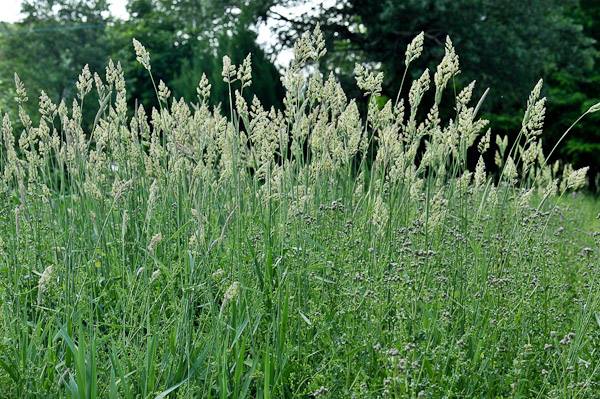 Avsis (fr = Alpiste, ar = خرفار كناري, eng = Canary grass)