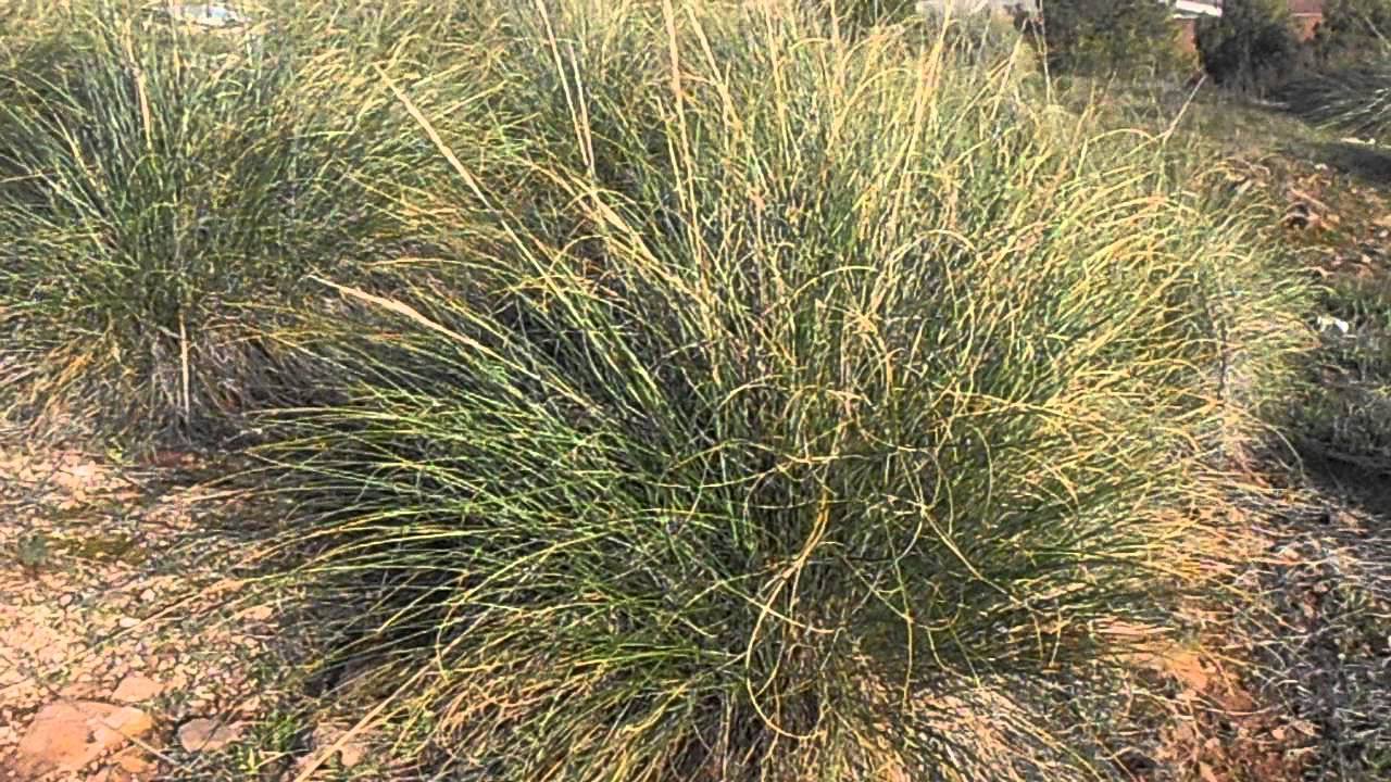 Avsis (fr = Alpiste, ar = خرفار كناري, eng = Canary grass)