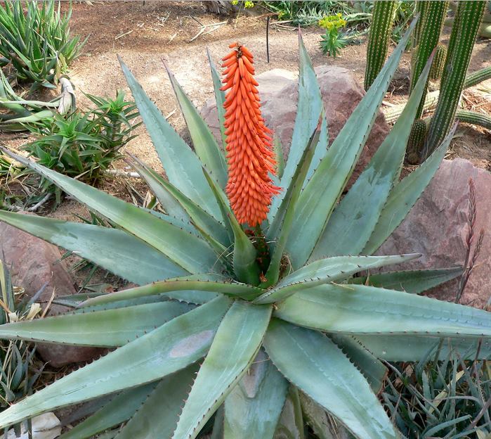 Sebara (fr = Aloès, ar = صبر, eng = Aloe)