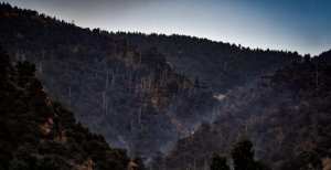 incendies à khenchele : un bilen environnemental catastrophique