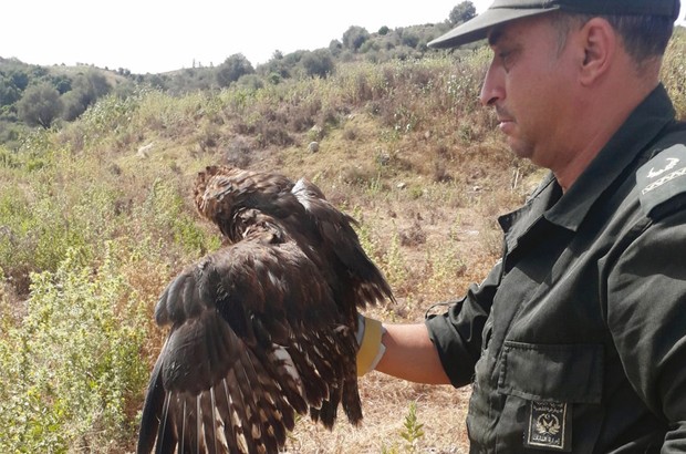 Jijel - ELLE A ÉTÉ RETROUVÉE PAR UN CITOYEN PRÈS DE CHEZ LUI: UNE BUSE FÉROCE RÉCUPÉRÉE