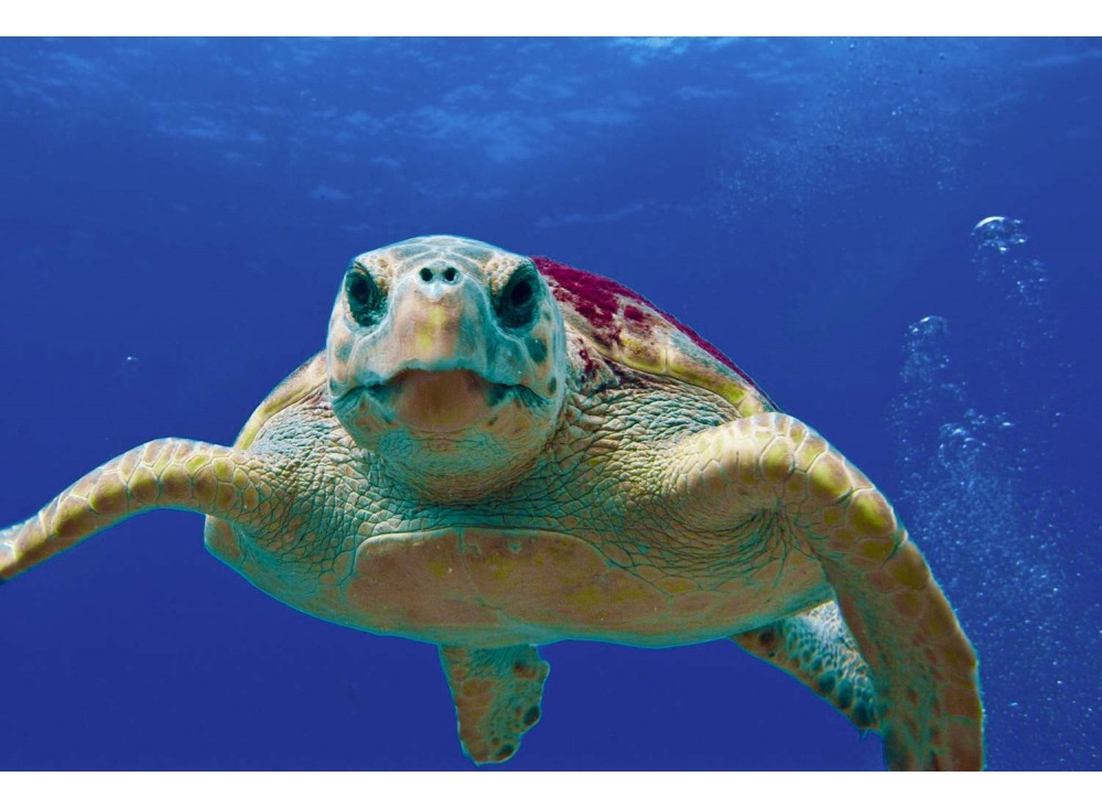 Plage d’El-Hamdania (Tipasa): Premier cas d’une tentative de nidification d’une tortue de mer.