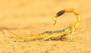 Algérie (Ouargla) - 658 piqûres de scorpion au premier semestre 2021