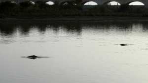 Planète (Asie) - Pakistan: un nouvel espoir pour les dauphins menacés de l'Indus