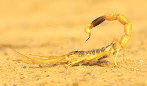 Algérie (Ouargla) - 658 piqûres de scorpion au premier semestre 2021