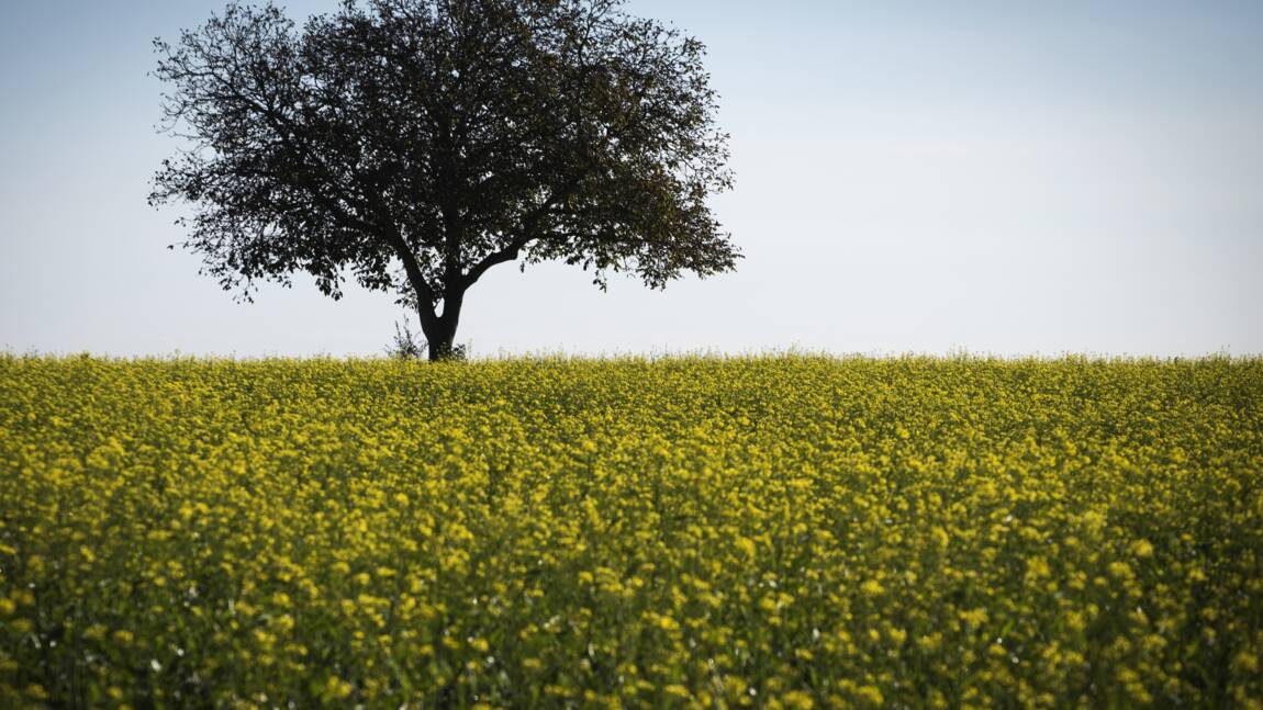 Planète (Europe) - Climat: l'UE va planter 3 milliards d'arbres pour absorber ses émissions
