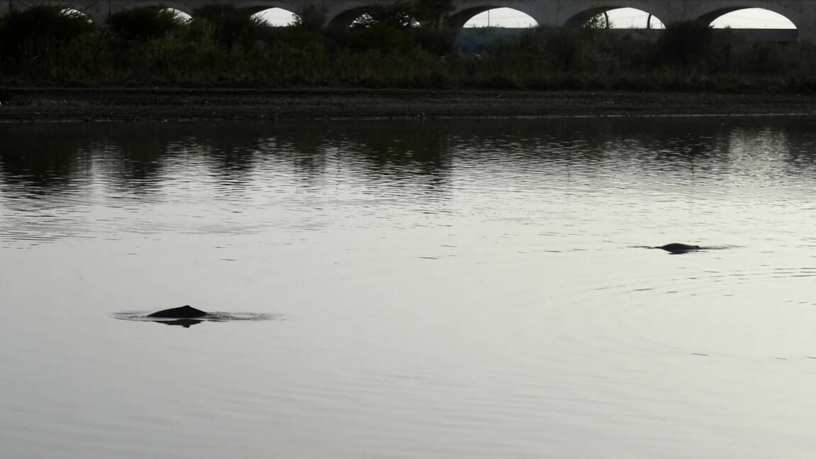 Planète (Asie) - Pakistan: un nouvel espoir pour les dauphins menacés de l'Indus