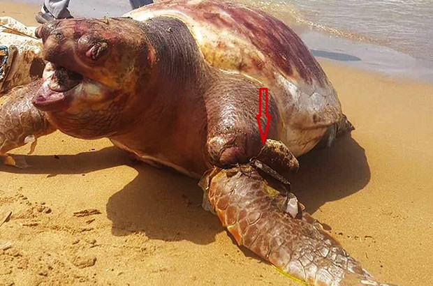 EL-AOUANA (JIJEL) - Une tortue de mer géante découverte morte 