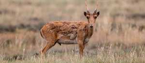 Planète (Asie) - Kazakhstan: une antilope proche de l’extinction fait un retour en force