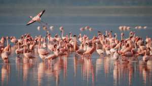 Planète (Asie) - Turquie: un millier de flamants roses sont morts dans un lac à cause de la sécheresse