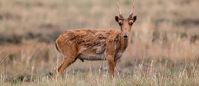 Planète (Asie) - Kazakhstan: une antilope proche de l’extinction fait un retour en force