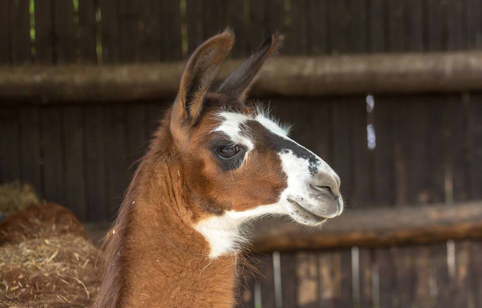 Planète (France/Europe) - Haute-Savoie: Un éleveur sensibilise les randonneurs après la mort d’un lama ayant avalé du plastique