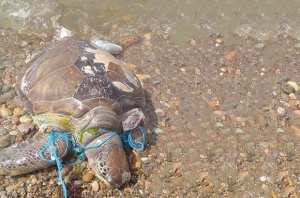 PLAGE DE TÉNÈS, À CHLEF: Une tortue géante morte rejetée par les vagues