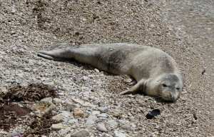 Planète (Europe) - Grèce: Un phoque, devenu une mascotte locale, tué par un tir de harpon