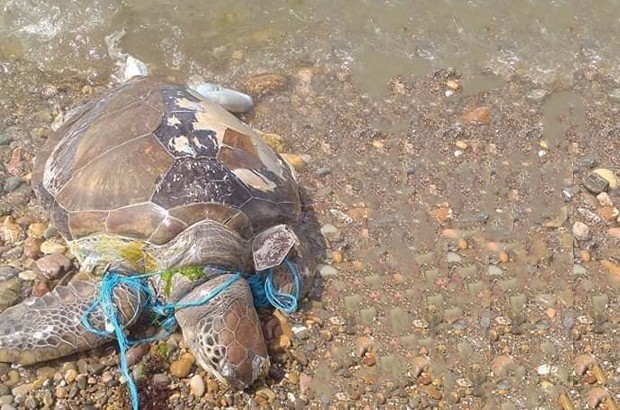 PLAGE DE TÉNÈS, À CHLEF: Une tortue géante morte rejetée par les vagues