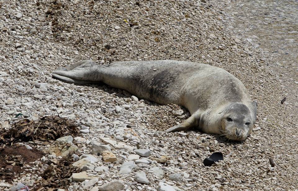 Planète (Europe) - Grèce: Un phoque, devenu une mascotte locale, tué par un tir de harpon