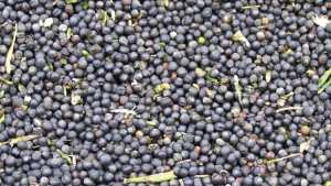 Algérie (Ouargla) - Récolte de plus de 530 quintaux de colza oléagineux