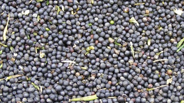 Algérie (Ouargla) - Récolte de plus de 530 quintaux de colza oléagineux