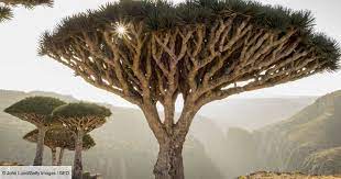 Planète (Yemen/Asie) - Le dragonnier de Socotra, l'un des arbres les plus étranges au monde