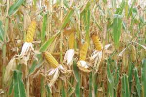 Algérie (El-Bayadh) - Programme de culture du maïs sur une surface de 2.500 ha