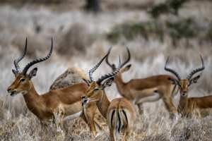 Planète (Afrique) - Le Kenya lance le premier recensement de sa faune sauvage