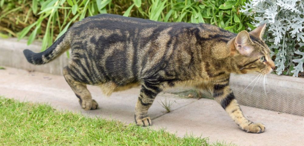 Planète - Les chats, responsables d'un désastre écologique