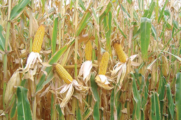 Algérie (El-Bayadh) - Programme de culture du maïs sur une surface de 2.500 ha