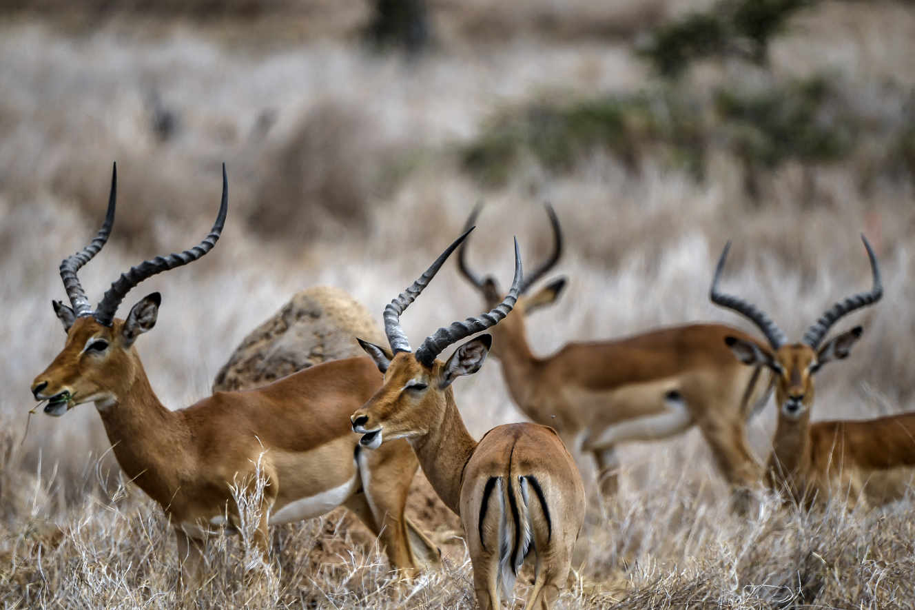 Planète (Afrique) - Le Kenya lance le premier recensement de sa faune sauvage