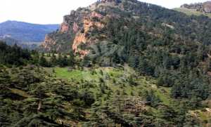 Activer les mécanismes juridiques de lutte contre l’agression sur le patrimoine forestier