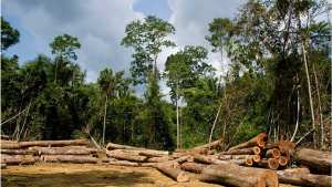 Planète - ForestLink, une appli  sentinelle  au secours des forêts de la planète