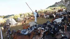 Planète (Europe) - Contre les incendies, les chèvres 'sapeurs' au secours des forêts portugaises