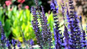 Planète - Notre sélection de plantes pour repousser les insectes