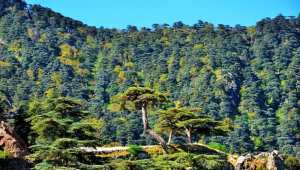 Algérie : un plan de réhabilitation et de développement des forêts de chêne-liège.