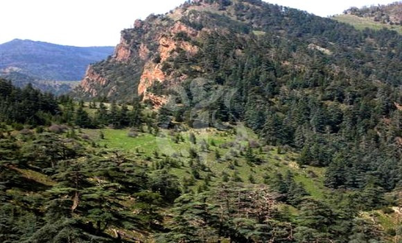 Activer les mécanismes juridiques de lutte contre l’agression sur le patrimoine forestier