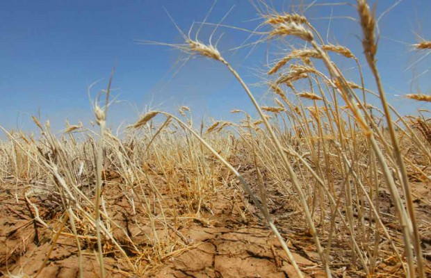 Algérie - CÉRÉALICULTURE: Une année «très difficile»