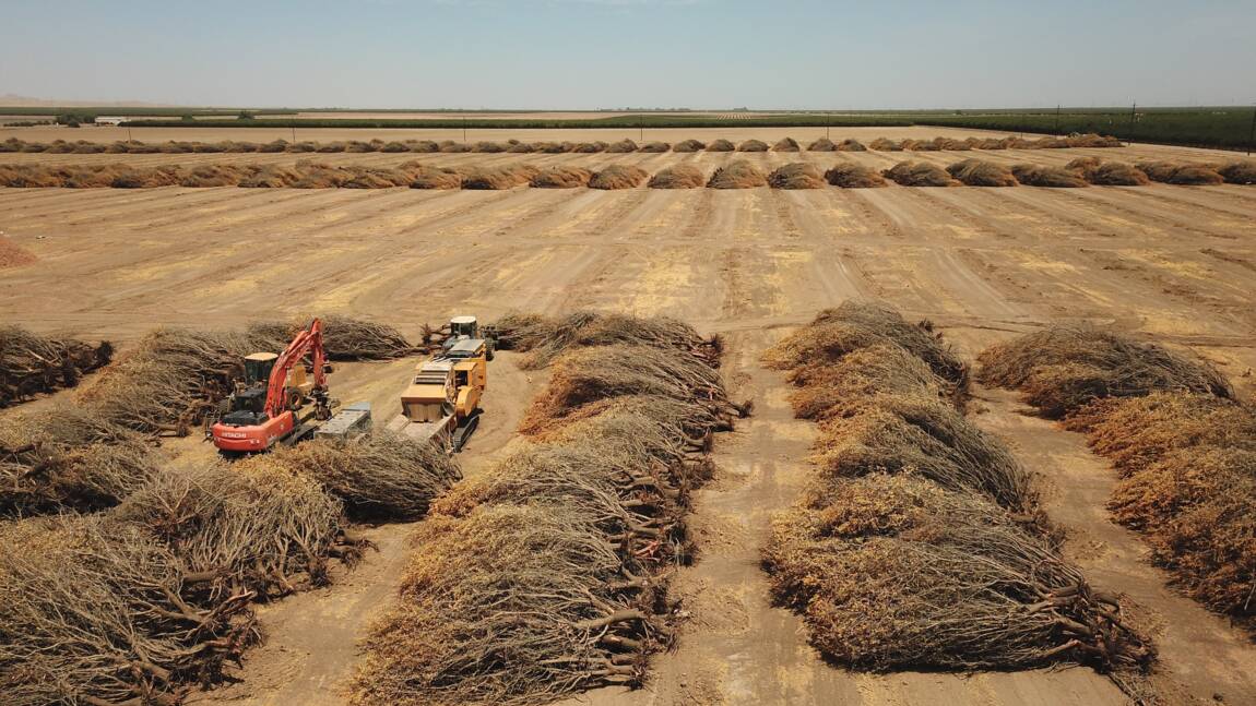 Planète (Etats-Unis/Amérique du Nord) - Ravagée par la sécheresse, la Californie arrache ses précieux amandiers