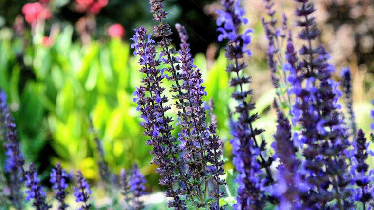 Planète - Notre sélection de plantes pour repousser les insectes