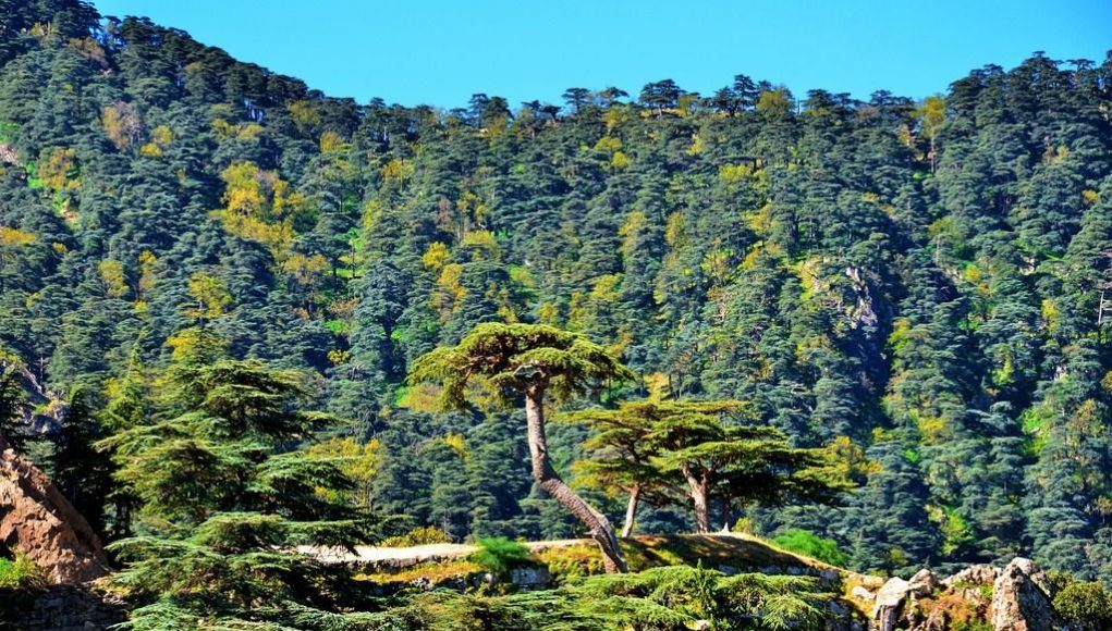 Algérie : un plan de réhabilitation et de développement des forêts de chêne-liège.