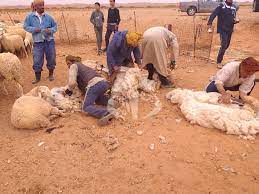 Algérie - SUD-OUEST: Laine cherche preneur «gratuitement»