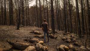 Planète (Europe) -  Je suis perdu : en Grèce, les éleveurs hébétés face à leurs troupeaux brûlés