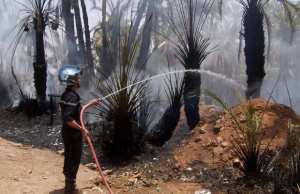 In Salah (Tamanrasset) - Près d’un millier de palmiers décimés par le feu