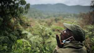 Planète (Afrique) - RDC: le parc de Kahuzi-Biega se réjouit de la naissance d'un bébé gorille